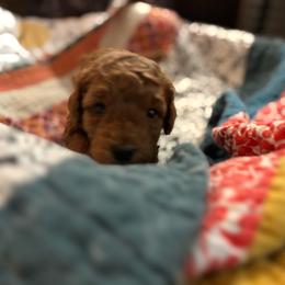 Zeke - Red  male Goldendoodle puppy in Lillington, North Carolina from Peace, Love, and Puppies at the Creek