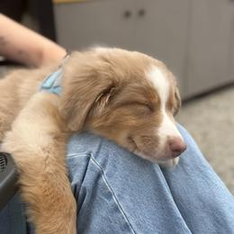 Australian Shepherd and Miniature American Shepherd Puppies from Alolan Angel Aussies
