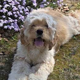 Cocker Spaniels from Lake Area Cuddly Cockers