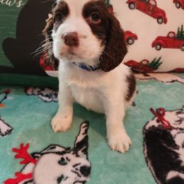 Gilbert - White and liver English Springer Spaniel puppy in Hilham, Tennessee from Rocky Top Springer Spaniels