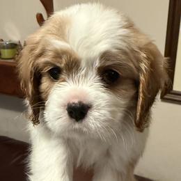 Cooper (Purple Male) - Blenheim male Cavalier King Charles Spaniel puppy in Asheboro, North Carolina from Farmwood Cavaliers