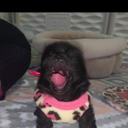 Pomeranian and Yorkshire Terrier Puppies from Melrey's paws