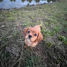 Cavalier King Charles Spaniel Puppies from Strawberry Hill Cavaliers