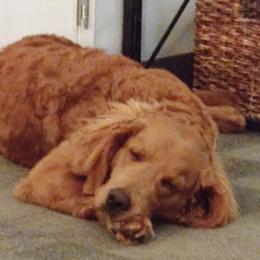 Beans - Goldendoodle