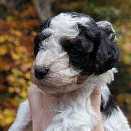 Mei - Parti female Poodle puppy in Salem Township, Maine from Moirae Poodles
