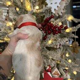 Holly - Lemon and white female Basset Hound puppy in Gulf Breeze, Florida from Breeze Basset Hounds