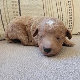 Tucker - Apricot male Goldendoodle puppy in Mayville, Michigan from Guiding Light Doodles