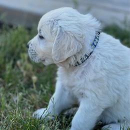Boy 3 - Light golden male Golden Retriever puppy in Orland, California from Brownfield’s English Cream Golden Retrievers