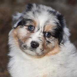 Jersey - Blue merle female Australian Shepherd puppy in Easton, Missouri from MMA Kennel