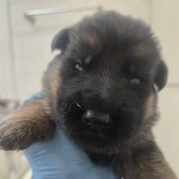 Boy2 - Black and red male German Shepherd puppy in Jamesville, New York from Mark Carfagno's Pups