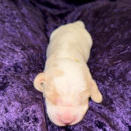 Girl 1 - female Beagle puppy in Las Vegas, Nevada from Vegas Valle Beagles