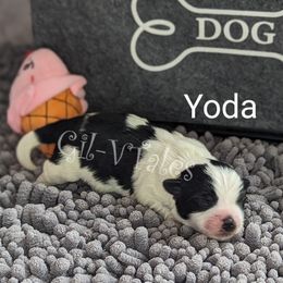 Coton de Tulear Puppies from Gil-VTales