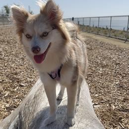 Pomsky puppies from Lovely Pomsky