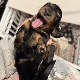 Dachshund Puppies from Birkin’ Paws