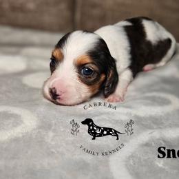 Snooki - Piebald female Dachshund puppy in Modesto, California from Cabrera Family Kennels