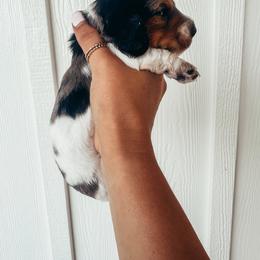 Dachshund Puppies from Beaver Creek Dachshunds