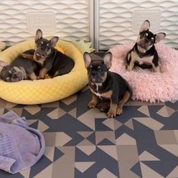 French Bulldog Puppies from Gichigami French Bulldogs