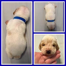 Blue collar male - Lemon and white male Basset Hound puppy in Columbia, South Carolina from Pawmetto Hounds