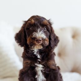 Dutton - Brown male Bernedoodle puppy in Ardmore, Oklahoma from Mop Top Doodle Co.