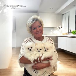 Pomeranian Puppies from Kouture Pomeranians