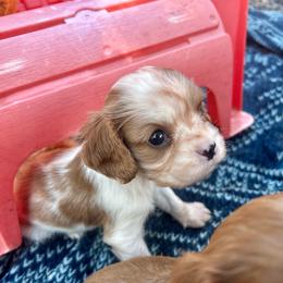 Billy - Blenheim male Cavalier King Charles Spaniel puppy in Tahlequah, Oklahoma from Love Some Dogs Dachshunds & Cavalier King Charles Spaniels,Cavapoos