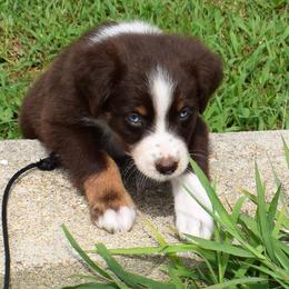 Coral with blue eyes - Red tri-color female Australian Shepherd puppy in Falcon, Missouri from www.maubachranch.com