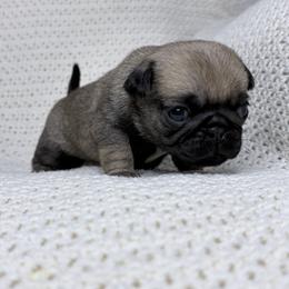 Herbie - Fawn male Pug puppy in Vale, North Carolina from Von Katzenstein Kennel