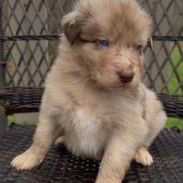 Jellybean - Red merle male Australian Shepherd puppy in Windsor, New York from Double B Aussies