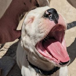 Black collar - White female Dogo Argentino puppy in Pueblo, Colorado from Palace Guard Dogos