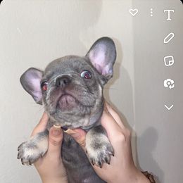 French Bulldog Puppies from Jesikah408