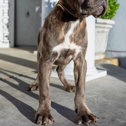 Grey female - Gray brindle female Cane Corso puppy in California from Donato Kennels