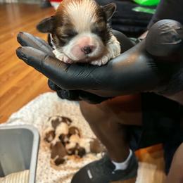 Girl 1 - Gold and white female Shih Tzu puppy in Memphis, Tennessee from Lady Class Kennel