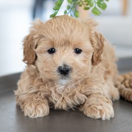 Maltipoo, Shichon, and Shihpoo Puppies from Timbercreek Puppies