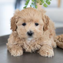 Maltipoo, Shichon, and Shihpoo Puppies from Timbercreek Puppies