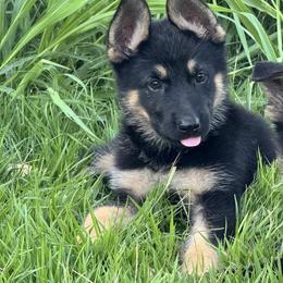 German Shepherd Puppies from Liberty Shepherds