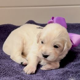 Miss Violet - Light golden female Golden Retriever puppy in Denton, Texas from Farley Goldens