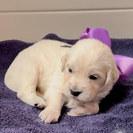 Miss Violet - Light golden female Golden Retriever puppy in Denton, Texas from Farley Goldens