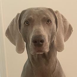 Luna - Weimaraner