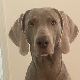 Luna - Weimaraner