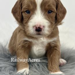 Woody - Apricot male Goldendoodle puppy in Milford, Indiana from Railway Acres Kennel