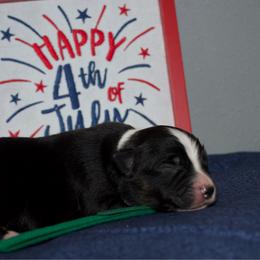Paul Revere - Black tri male Miniature Australian Shepherd puppy in Kissee Mills, Missouri from Clinkenbeard Kennel