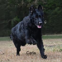 Carla - German Shepherd
