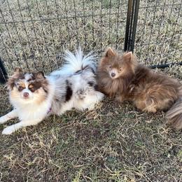 Pomeranian puppies from Countryside Pomeranians