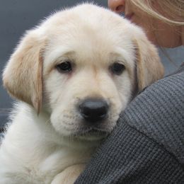 Labrador Retriever Puppies from Treasure Mountain Labrador Retrievers