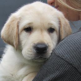 Labrador Retriever Puppies from Treasure Mountain Labrador Retrievers