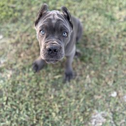 Grilled Cheese - Gray male Cane Corso puppy in Salem, Kansas from Black Magic Cane Corso