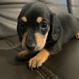 Black and tan boy - Black and cream male Dachshund puppy in Maui, Hawaii from Versatile Ohana