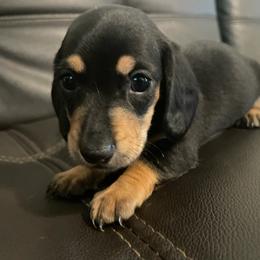 Black and tan boy - Black and cream male Dachshund puppy in Maui, Hawaii from Versatile Ohana