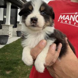 BTF4 - Black tri-color female Australian Shepherd puppy in Manchester, Iowa from Lone Willow Aussies