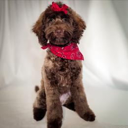 Holly - Chocolate female Double Doodle puppy in Cleveland, Tennessee from Edgewater Doodles & Designer Pups